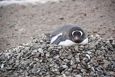 《天国：拯救2》汉斯演员渴望加盟《荒野大镖客》新作